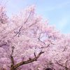 三ツ池公園の桜まつり2017開花情報と混雑や屋台は？