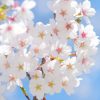 横浜三渓園『観桜の夕べ』ライトアップ2017桜の見頃や開花情報
